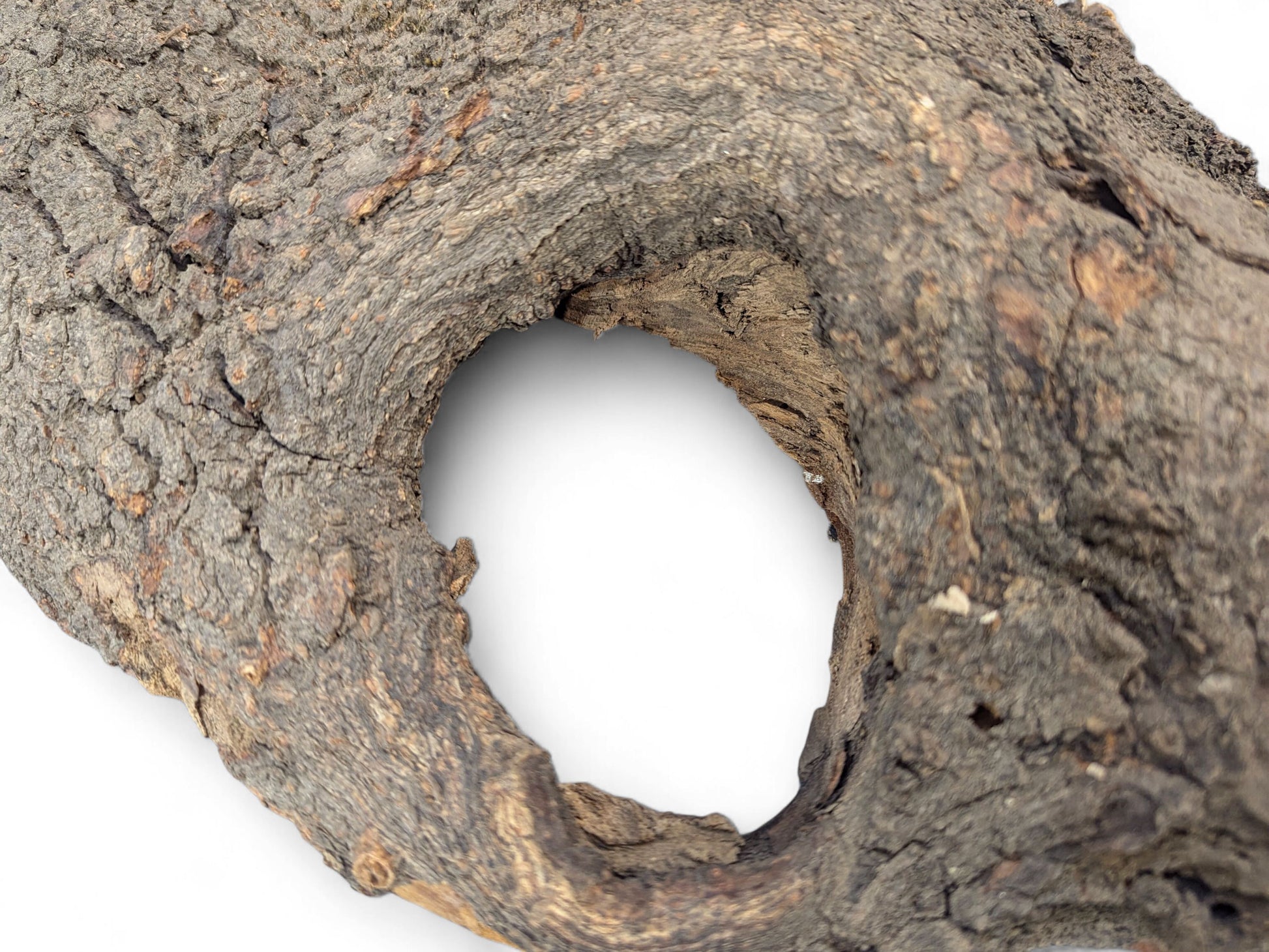 Hollowed natural wood slice showing rough brown bark exterior and an internal opening with lighter wood.