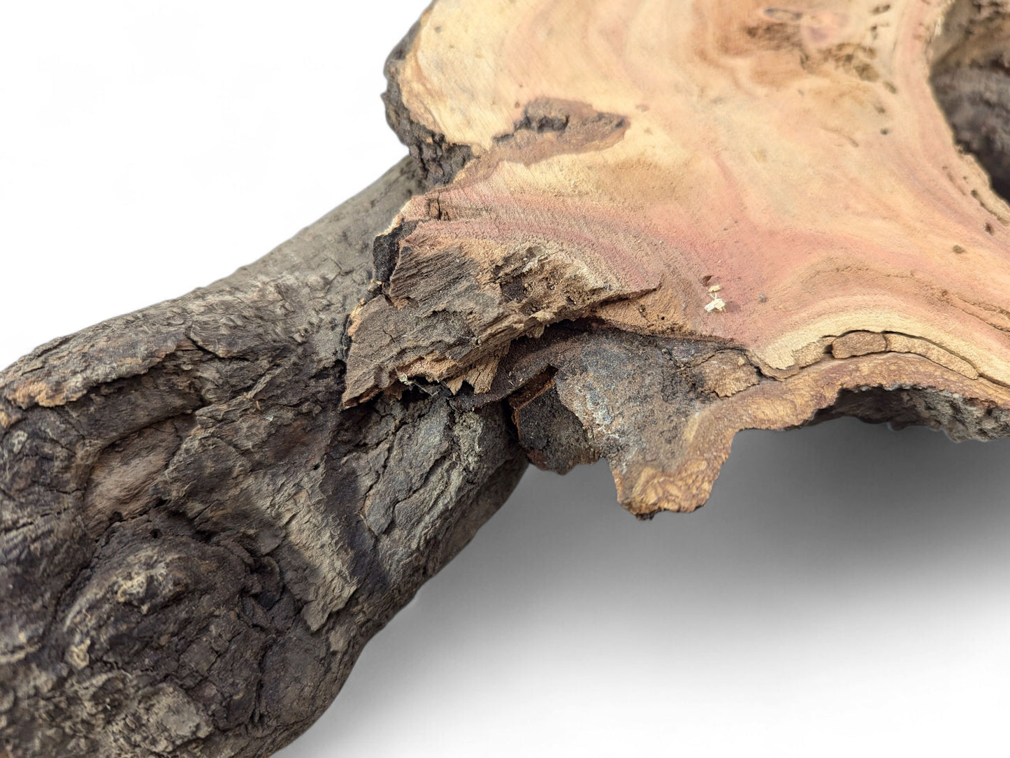 Contrasting textures: dark, rough bark on the left, exposed lighter wood with reddish grain.