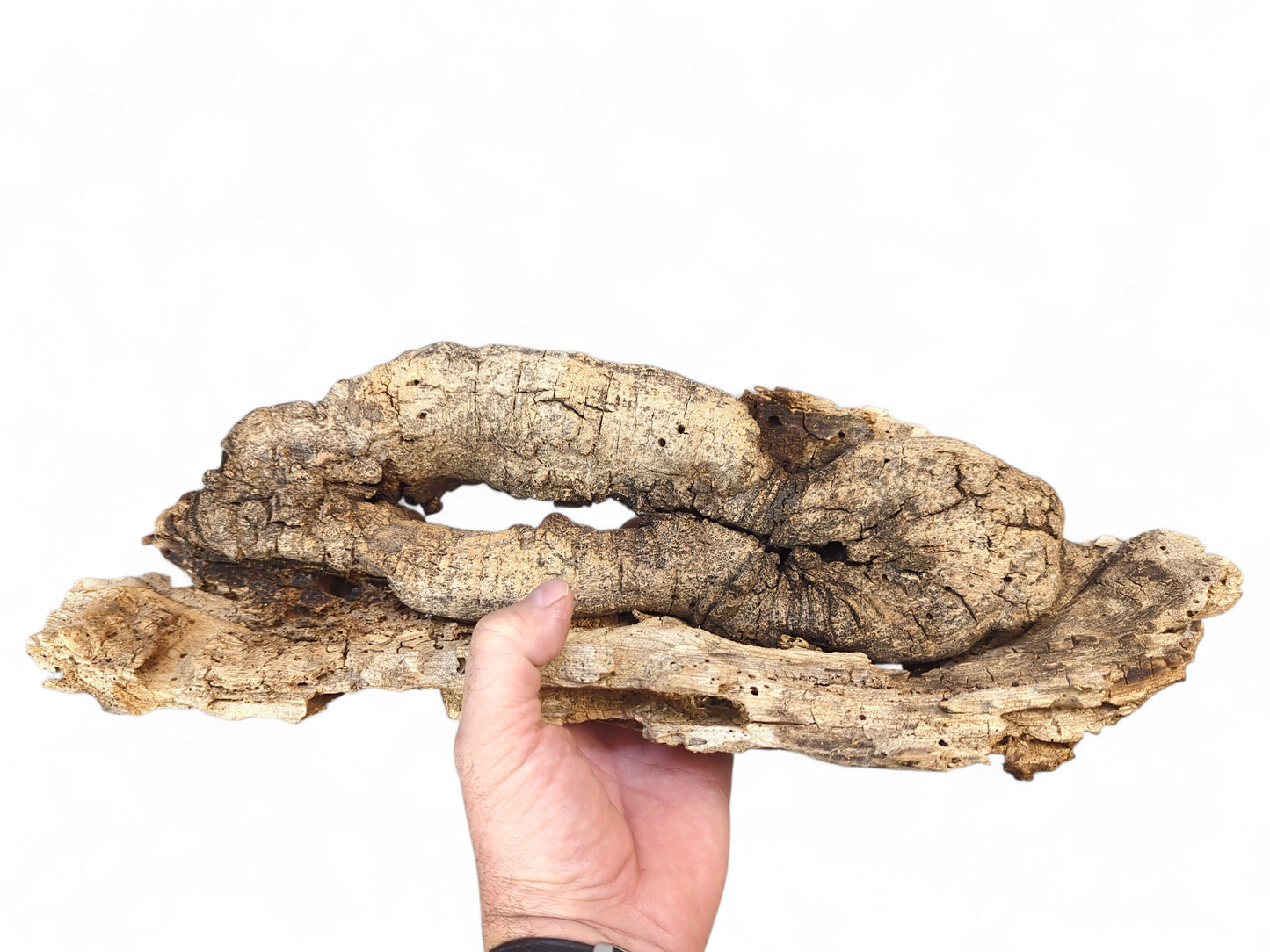 A hand holds a wide, weathered light brown wood piece, deeply cracked with organic cavities and boreholes.