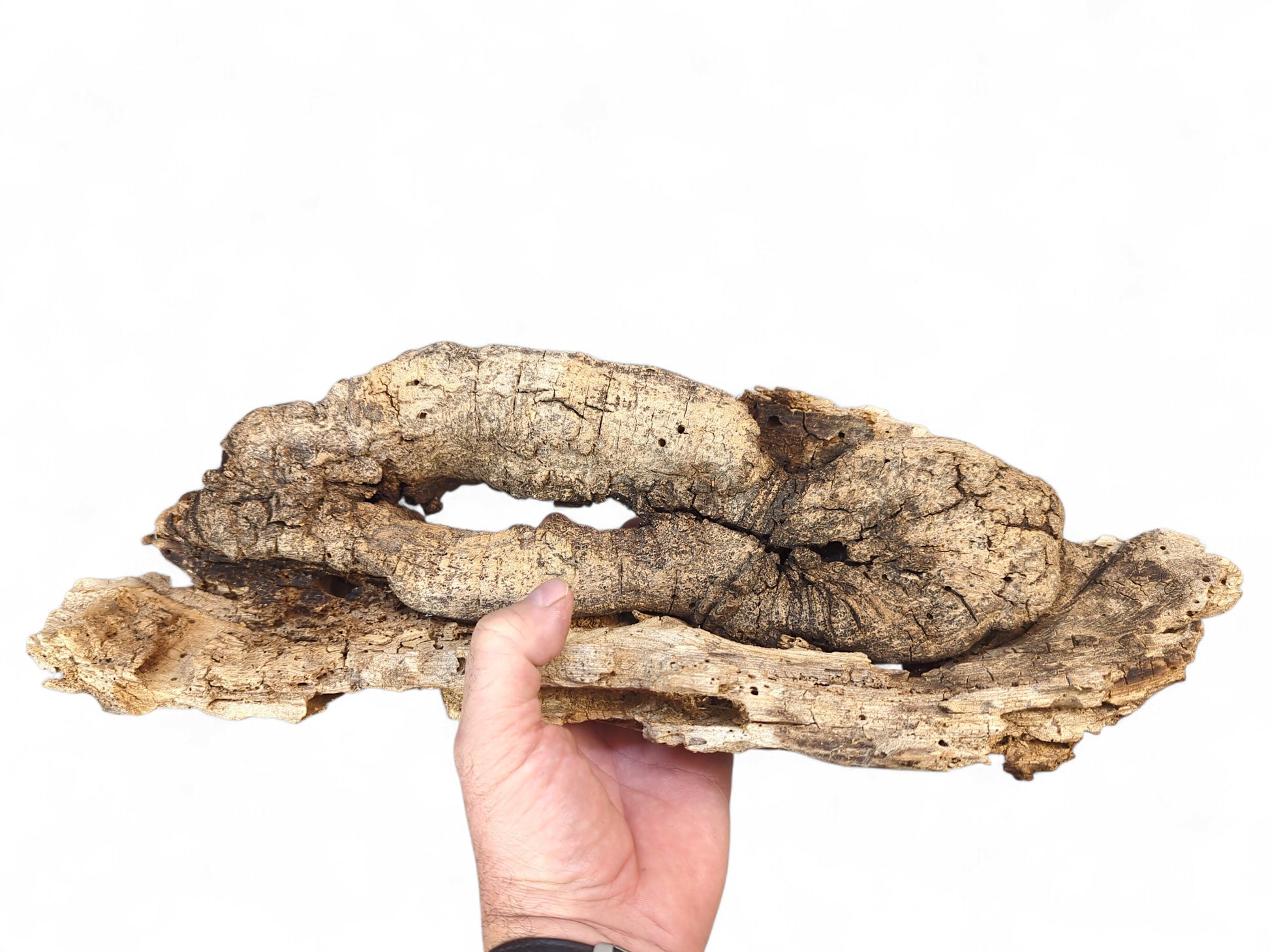 A hand holds a wide, weathered light brown wood piece, deeply cracked with organic cavities and boreholes.