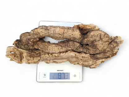 Textured, dark brown wood, deeply cracked with organic cavities, on a digital scale showing 873.