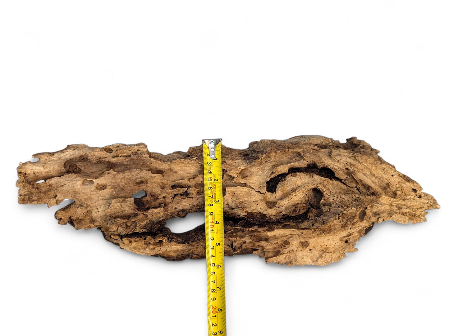 Elongated, weathered brown driftwood showing deep cracks, organic cavities, boreholes, with a vertical yellow tape measure.