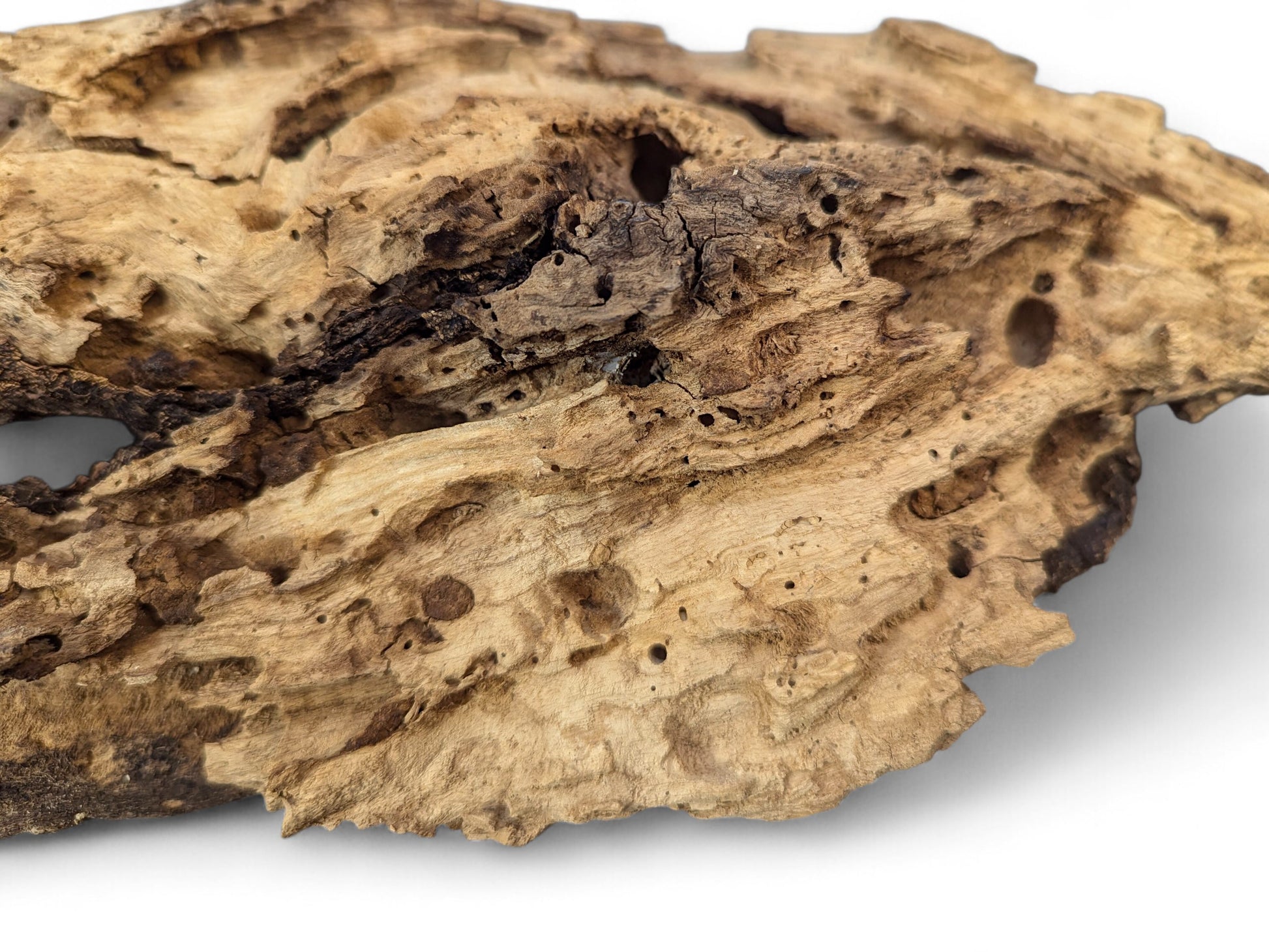Eroded light brown wood showing intricate natural patterns, deep fissures, and small boreholes on white.