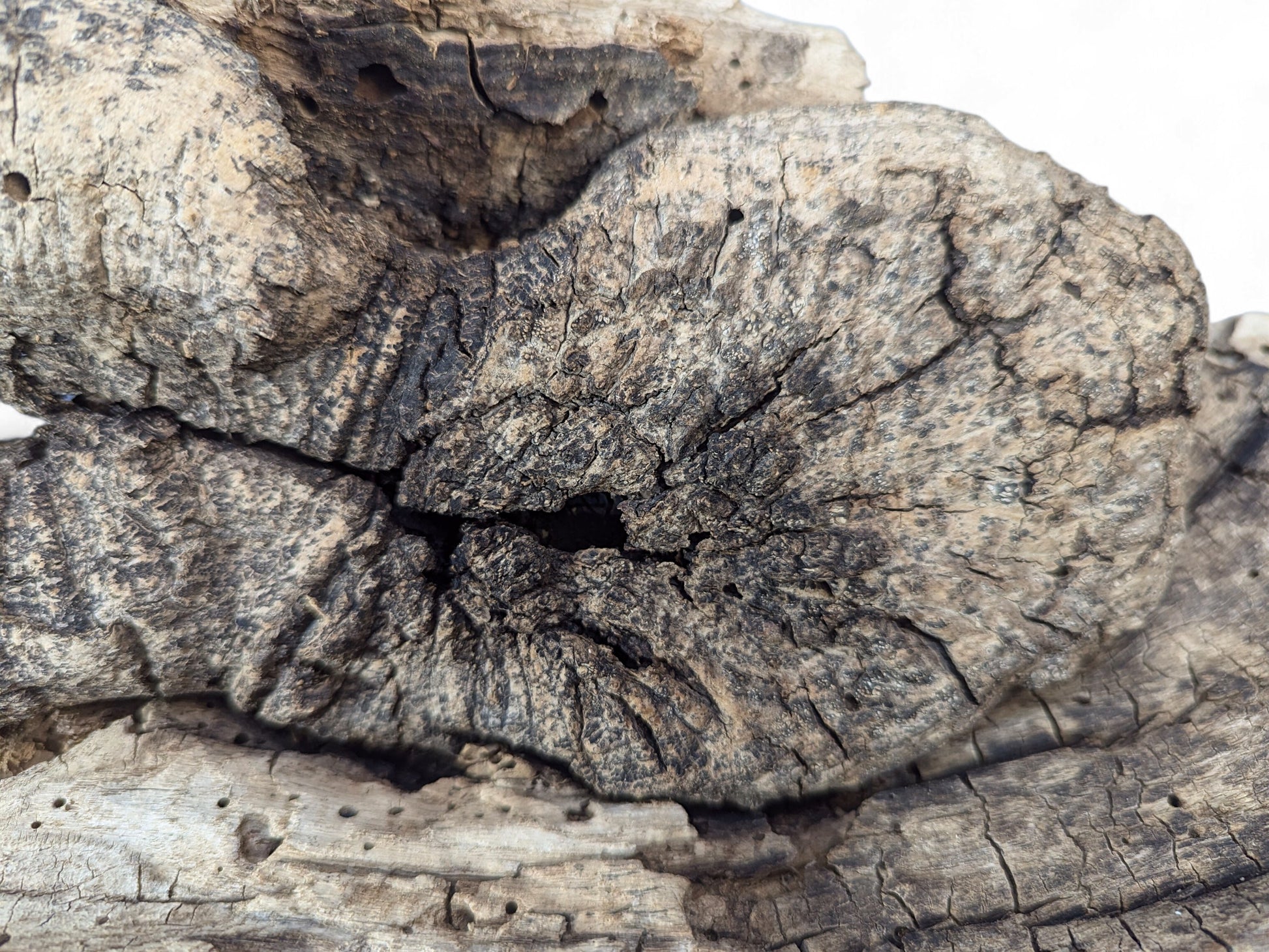Close-up of grey-brown weathered wood, deeply cracked, showing a central dark cavity and several small boreholes.