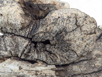 Close-up of grey-brown weathered wood, deeply cracked, showing a central dark cavity and several small boreholes.