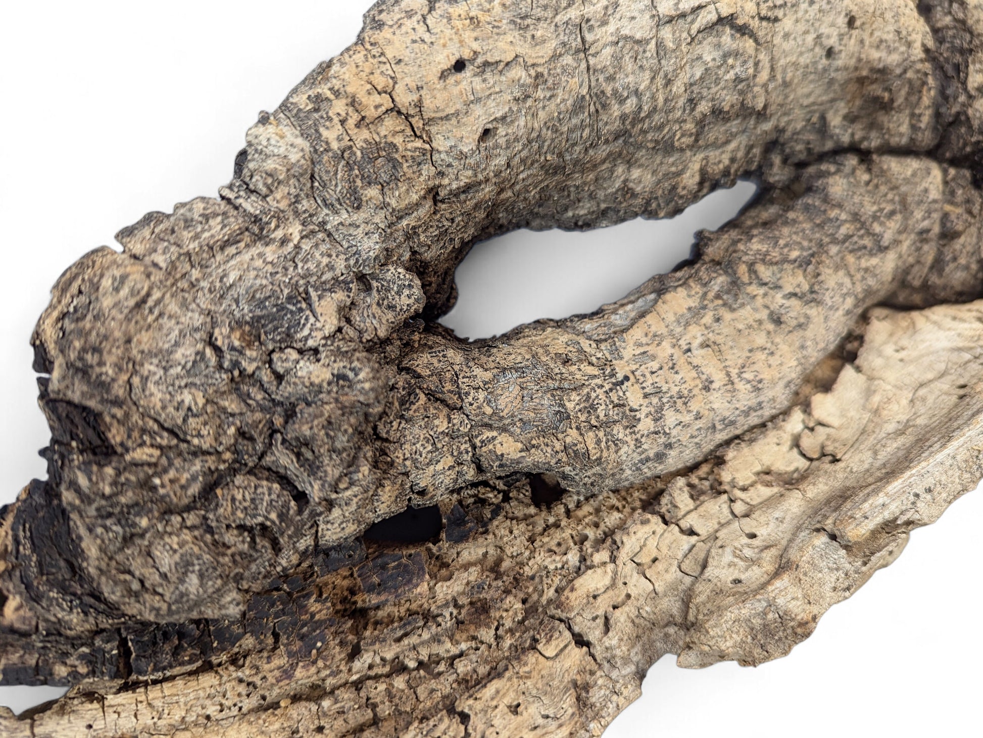 Hollow, weathered grey-brown wood with deep cracks, a central organic cavity, and small boreholes.