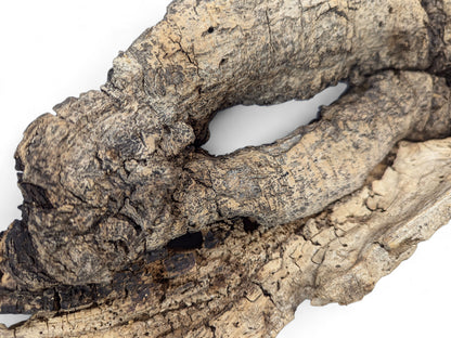 Hollow, weathered grey-brown wood with deep cracks, a central organic cavity, and small boreholes.
