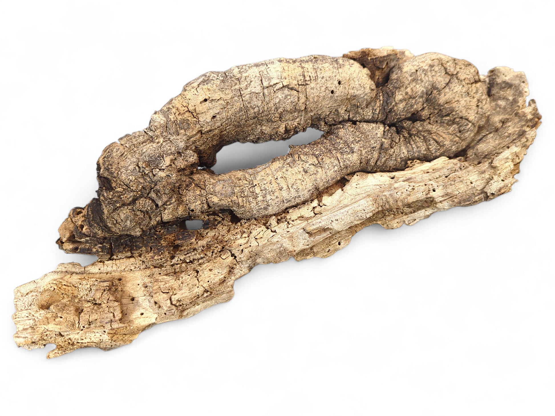 Light brown driftwood sculpture, deeply cracked with a prominent central opening, resting on white.