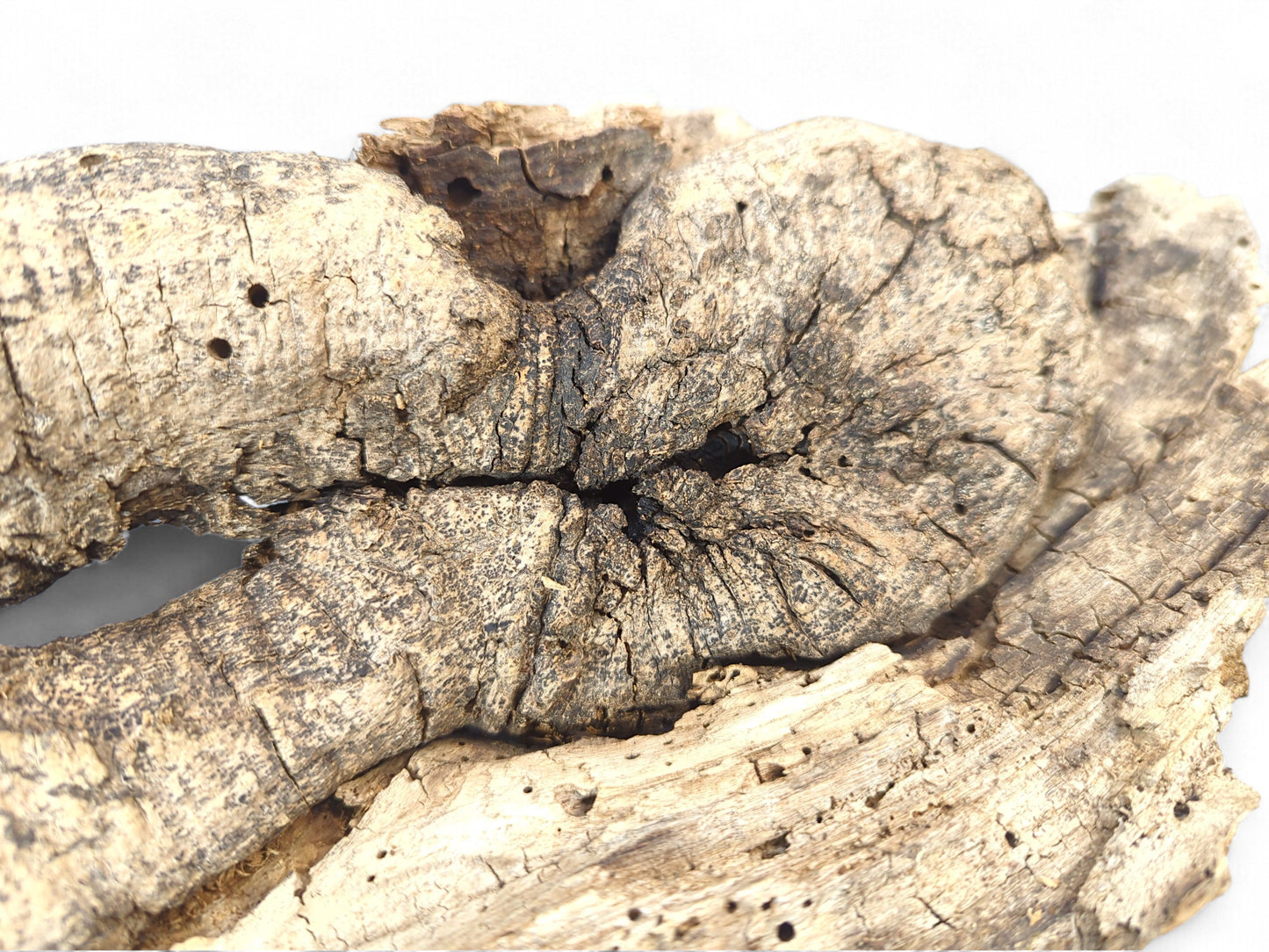 A weathered light brown wood piece featuring deep cracks, organic cavities, and multiple small boreholes.