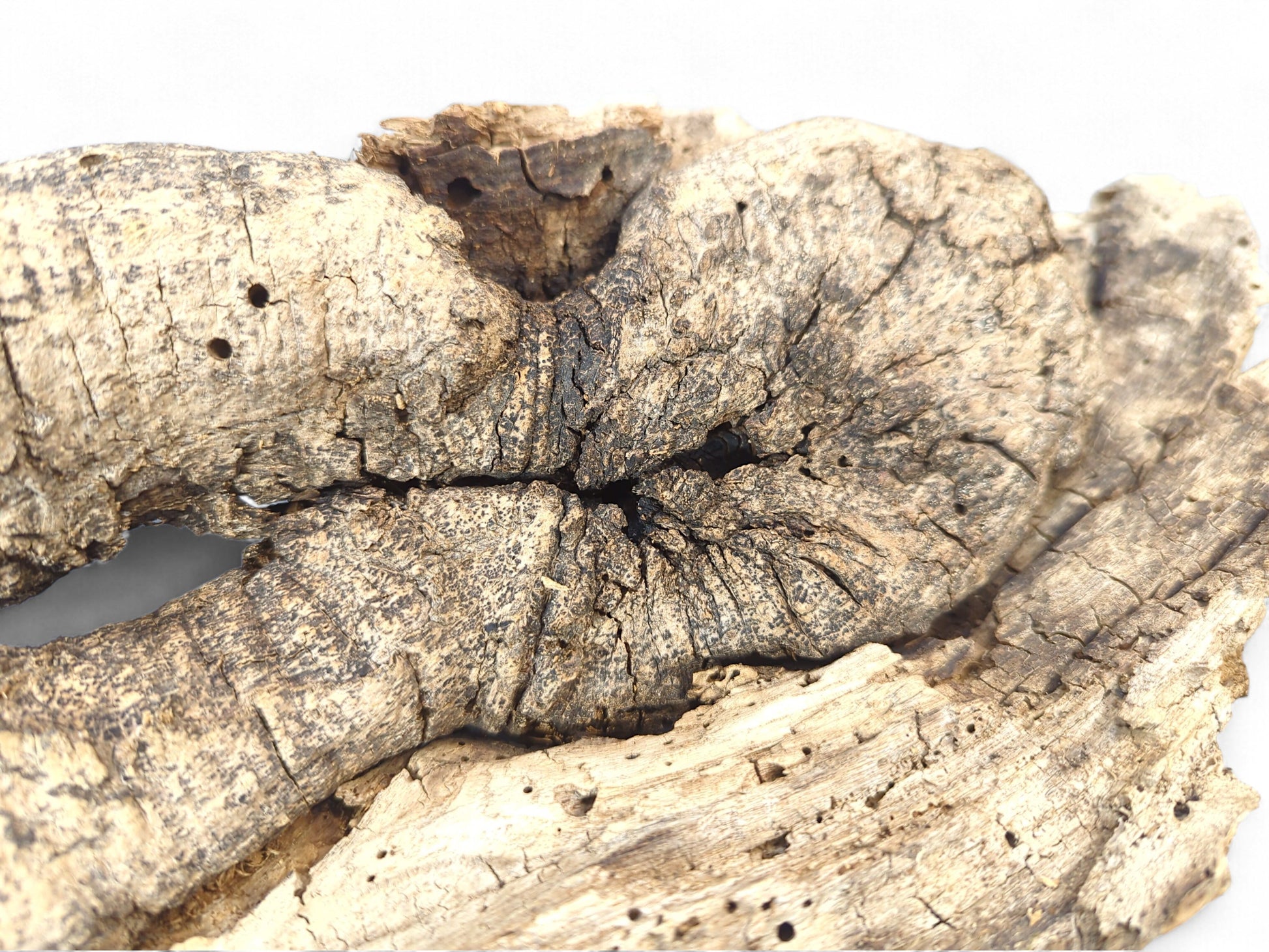 A weathered light brown wood piece featuring deep cracks, organic cavities, and multiple small boreholes.