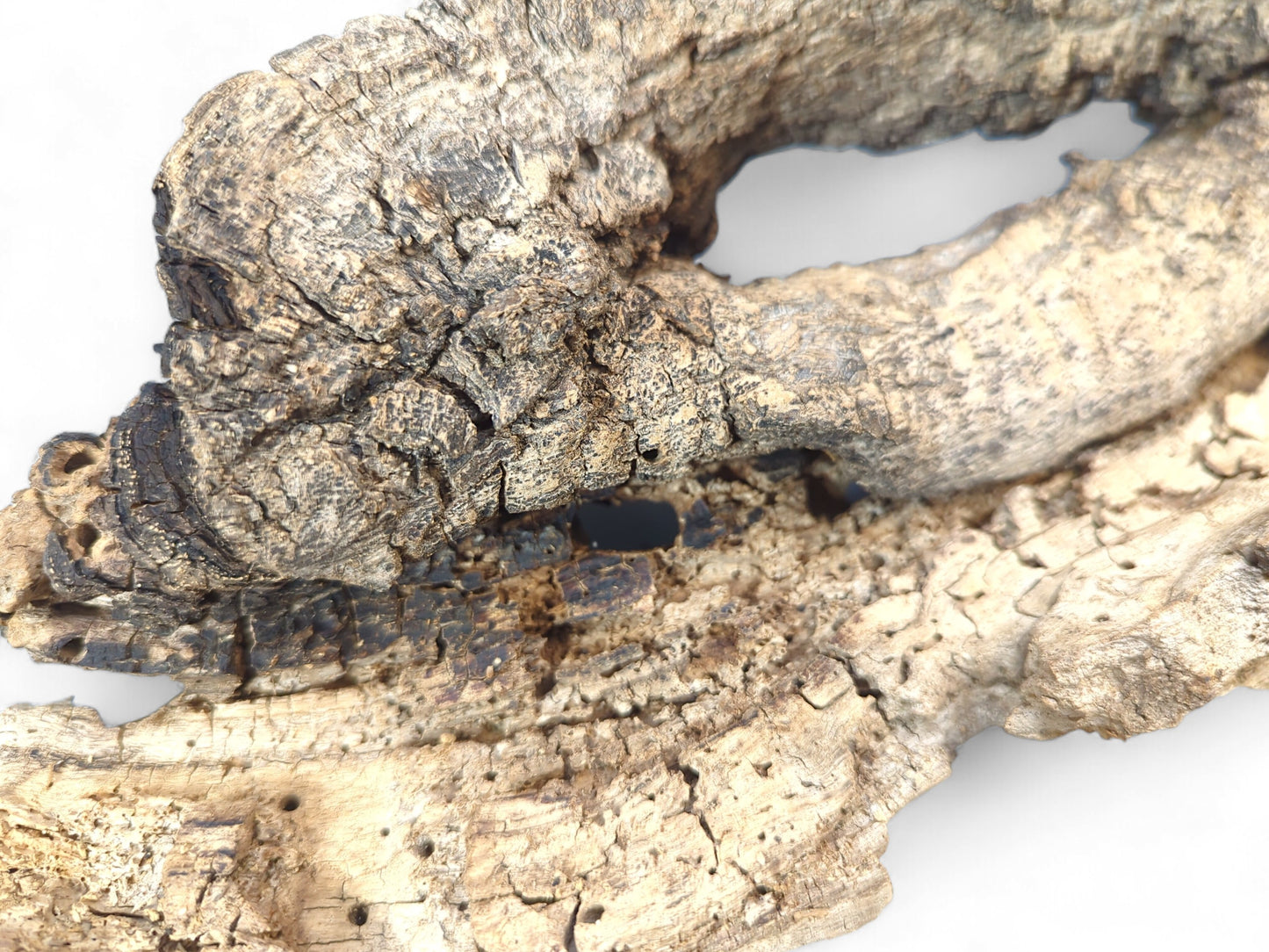 Irregular, light-colored wood featuring deep cracks, a prominent hollow, dark patches, and small boreholes.