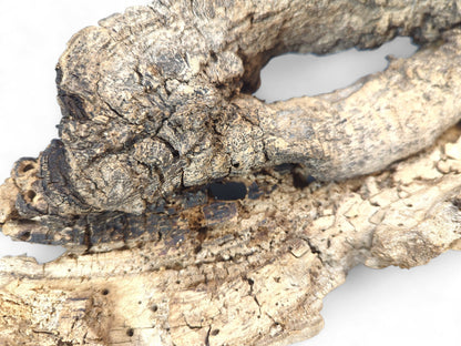 Irregular, light-colored wood featuring deep cracks, a prominent hollow, dark patches, and small boreholes.