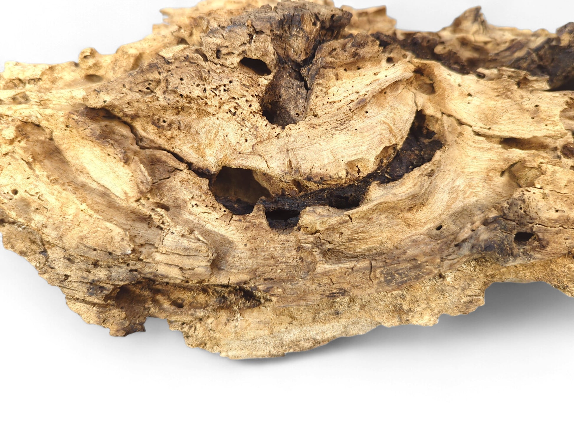 Textured, weathered light brown driftwood with deep cracks, numerous small holes, and dark organic cavities on white.
