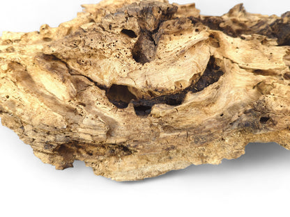 Textured, weathered light brown driftwood with deep cracks, numerous small holes, and dark organic cavities on white.
