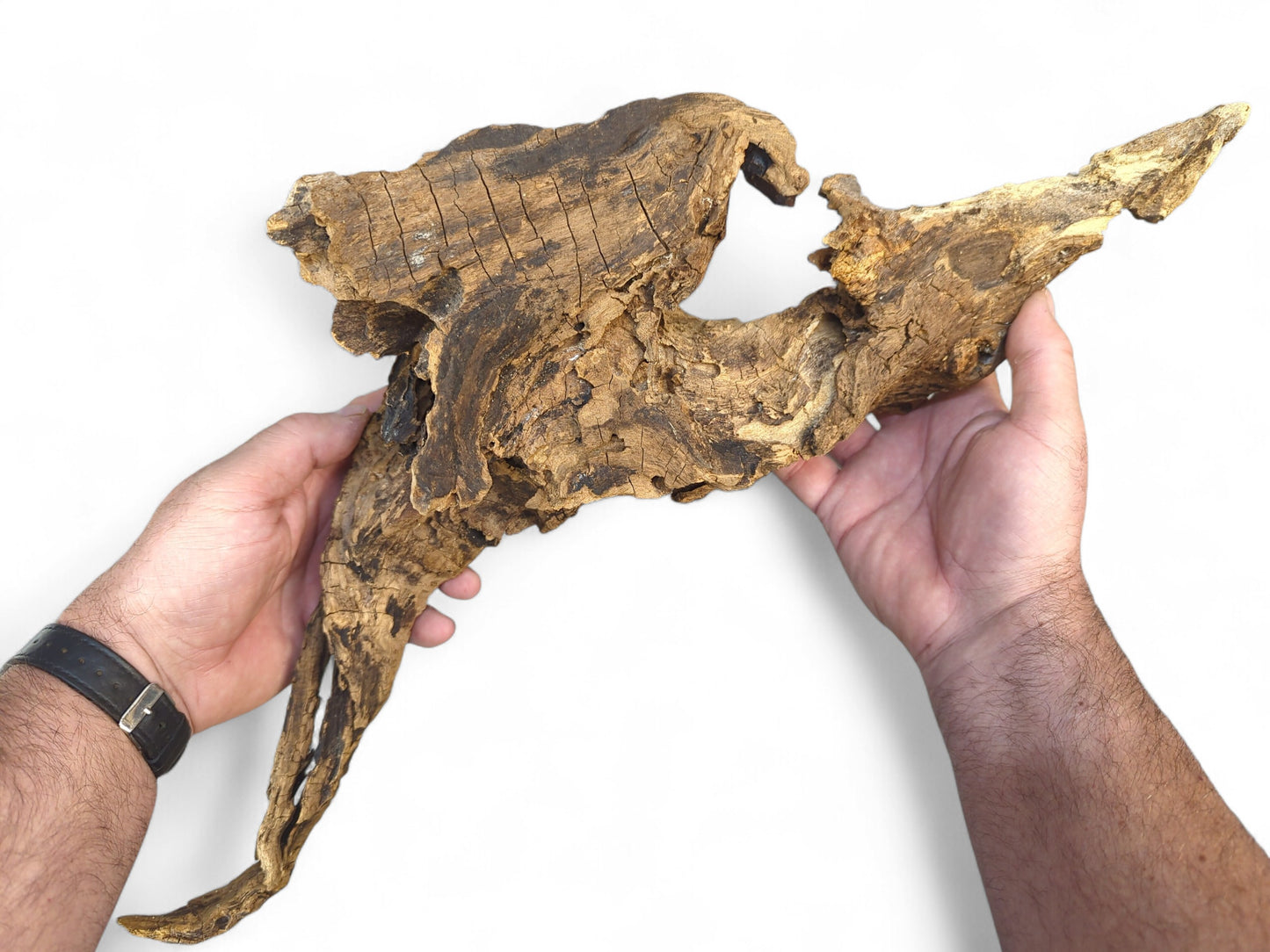 Two hands hold a dark and light brown, irregularly shaped driftwood piece with a rough, gnarled texture.