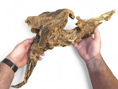 Two hands hold a dark and light brown, irregularly shaped driftwood piece with a rough, gnarled texture.