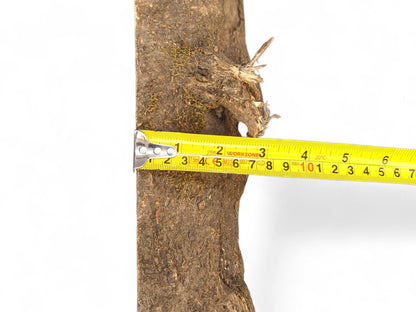 Yellow measuring tape spans across a vertical piece of dark brown bark with green moss.
