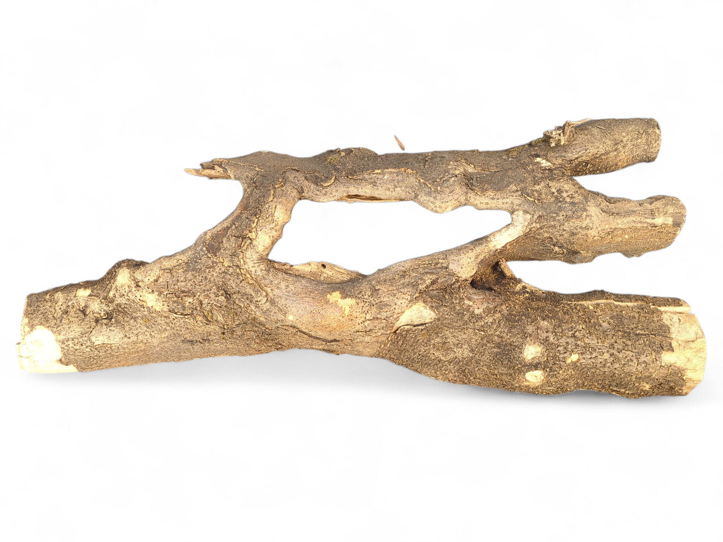 Rough textured brown driftwood log featuring two natural openings and exposed light brown interior grain.