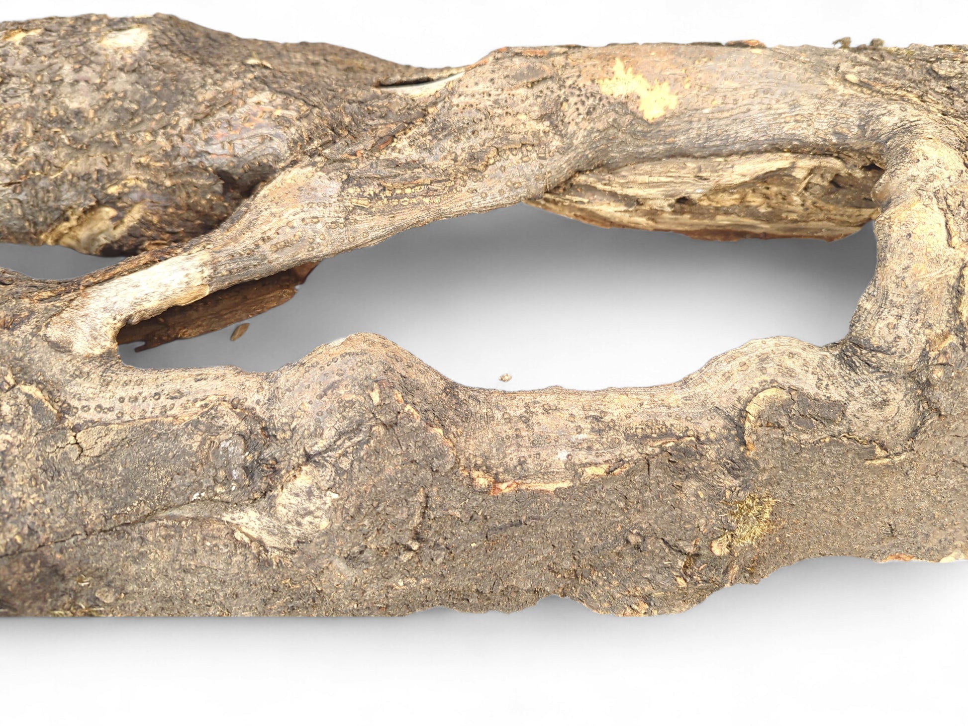 Driftwood piece with a rough bark texture, featuring two irregular openings and exposed light grain.