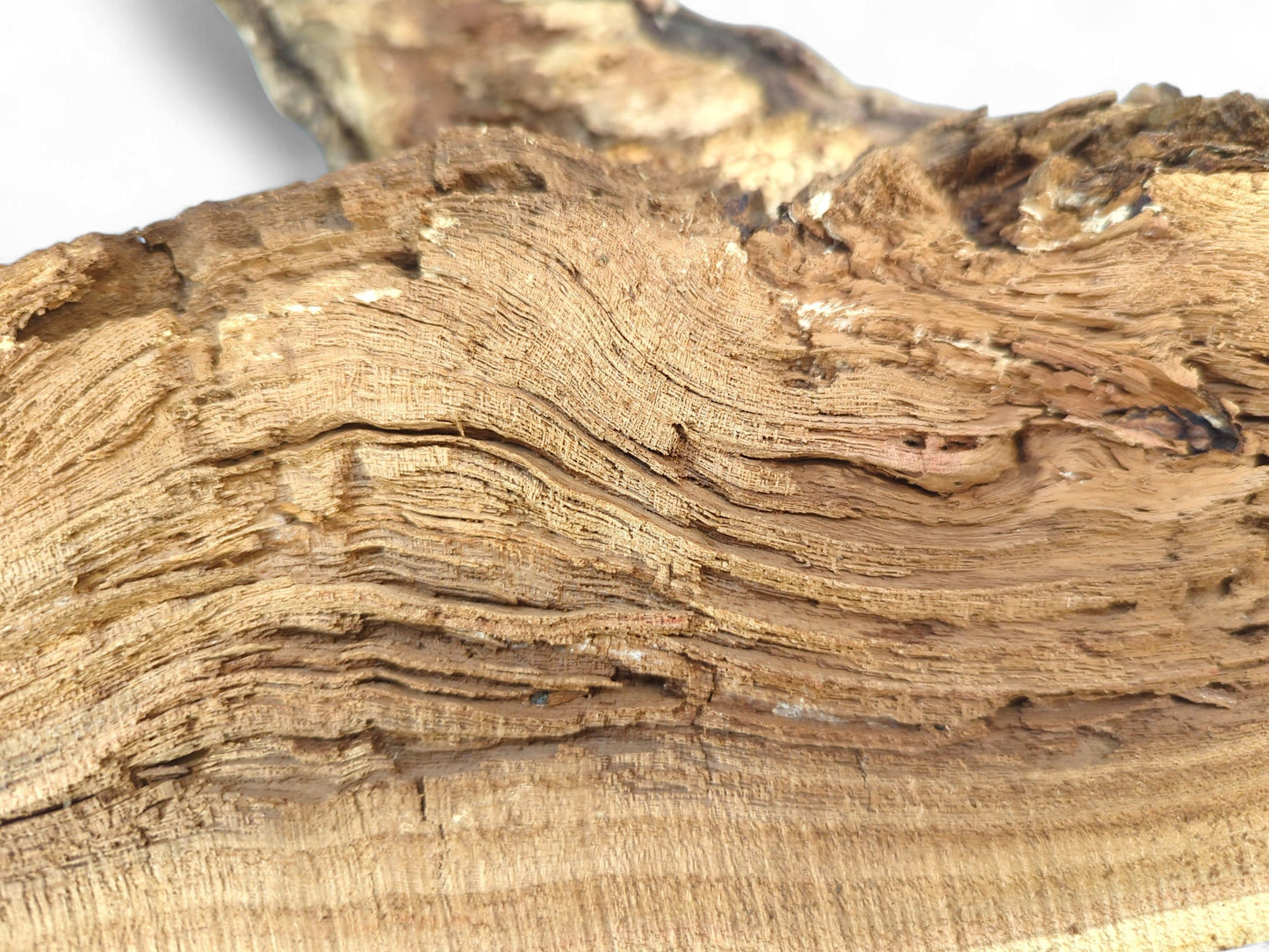 Light brown, exposed driftwood grain revealing wavy, fibrous layers and a naturally rough texture.