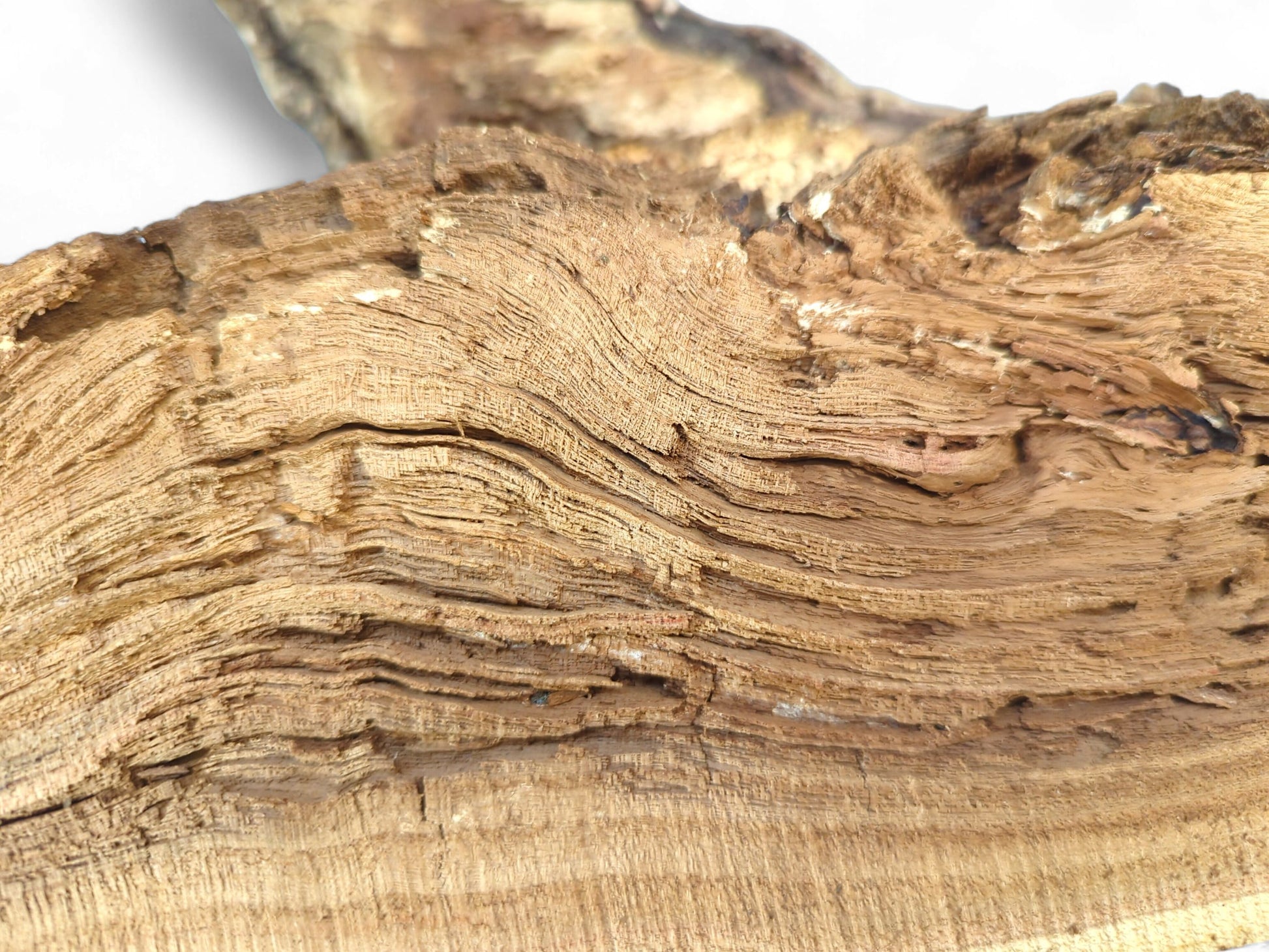 Light brown, exposed driftwood grain revealing wavy, fibrous layers and a naturally rough texture.