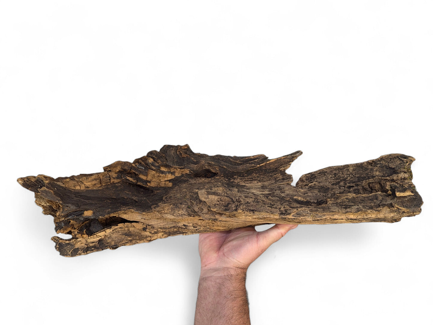 A human hand holds an elongated, dark brown, gnarled piece of weathered driftwood on a white background.