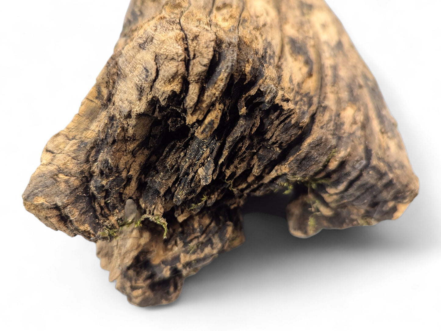 Irregular piece of dark brown and tan weathered wood with deep grooves and rough textures on white.