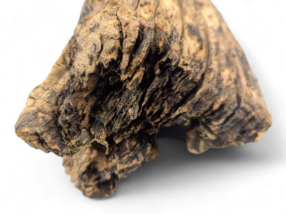 Irregular piece of dark brown and tan weathered wood with deep grooves and rough textures on white.