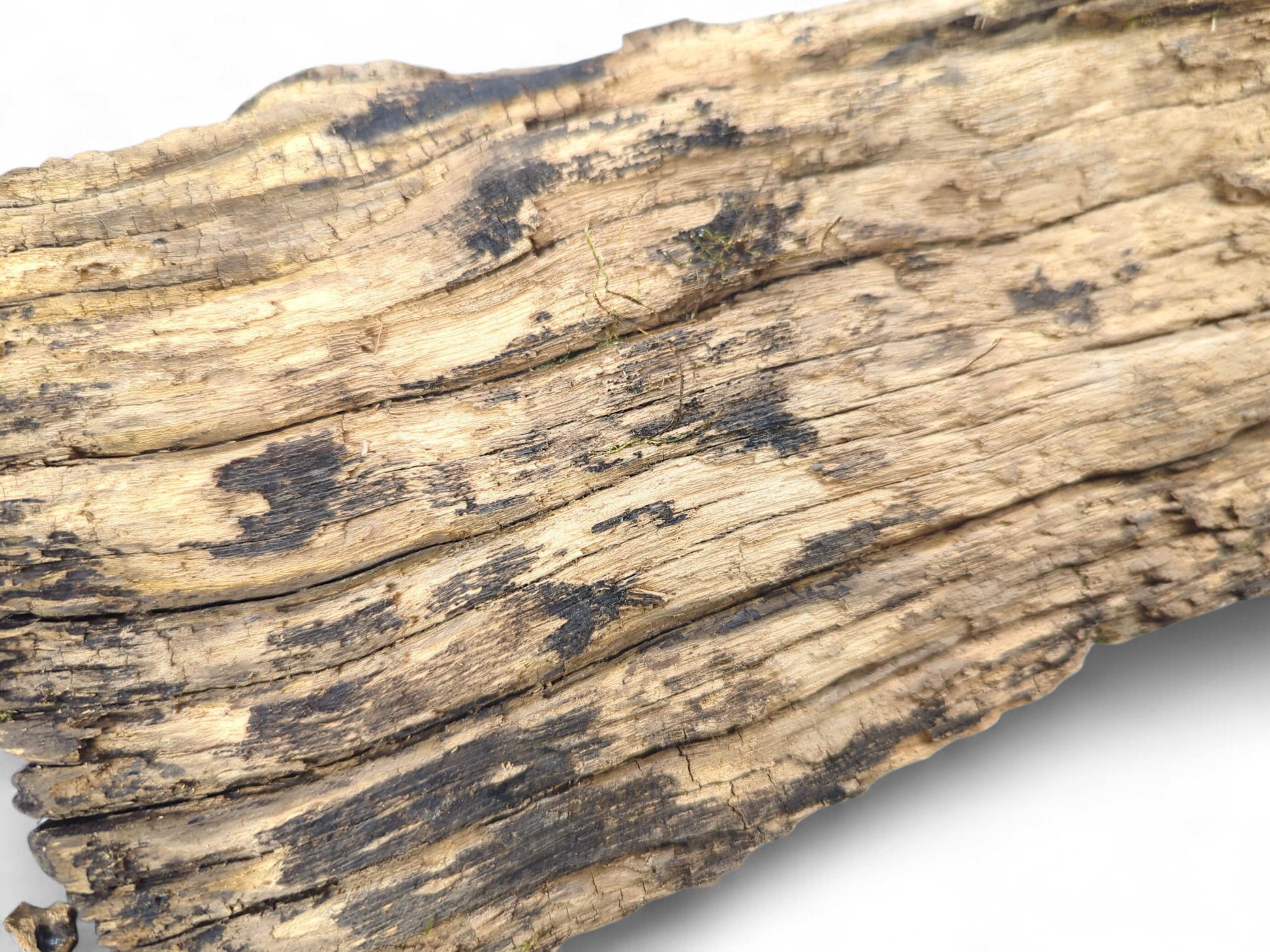 Weathered light brown wood piece with deep grooves and dark black patches, on a white background.