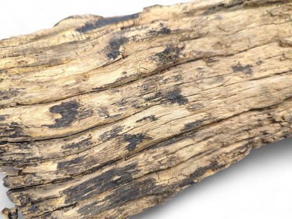Weathered light brown wood piece with deep grooves and dark black patches, on a white background.