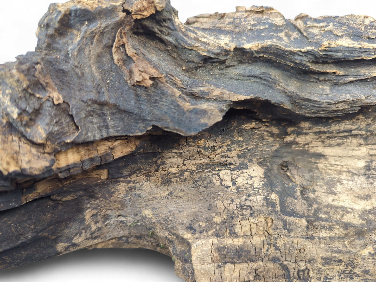 Gnarled, dark brown weathered driftwood with intricate grooves, cracks, and layered texture on white background.