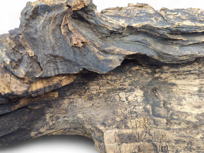 Gnarled, dark brown weathered driftwood with intricate grooves, cracks, and layered texture on white background.