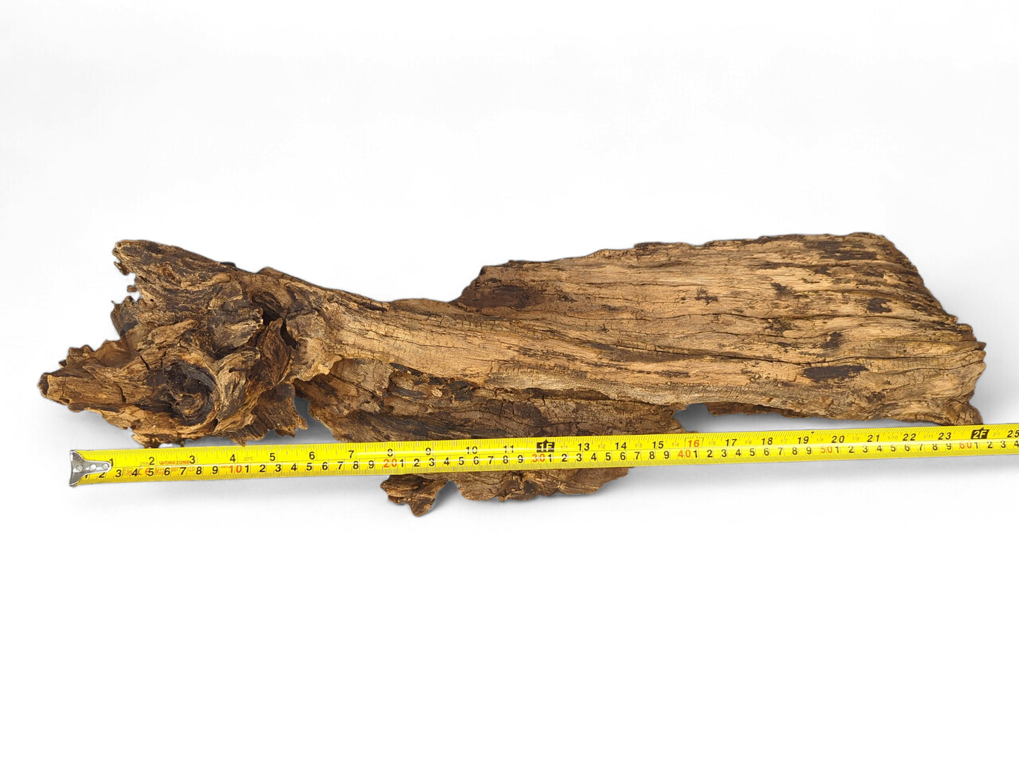 Gnarled, dark brown root slice with deep cracks and rough textures, measured by a yellow tape.
