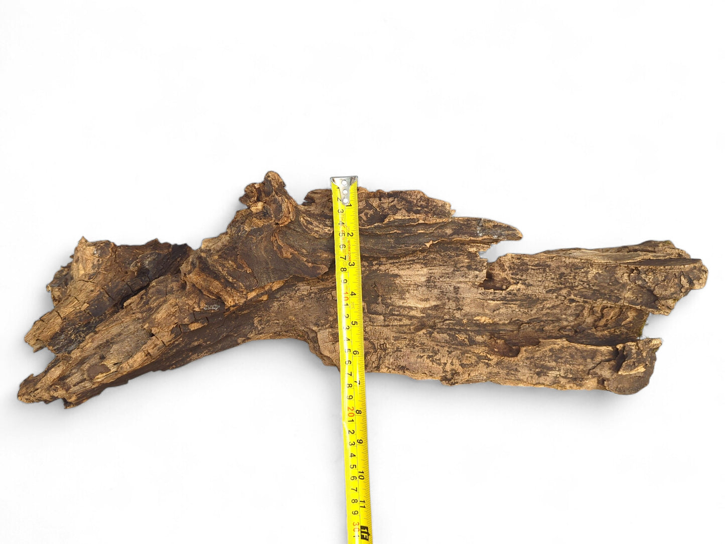 Irregularly shaped, dark brown driftwood with gnarled texture, measured vertically by a yellow tape.