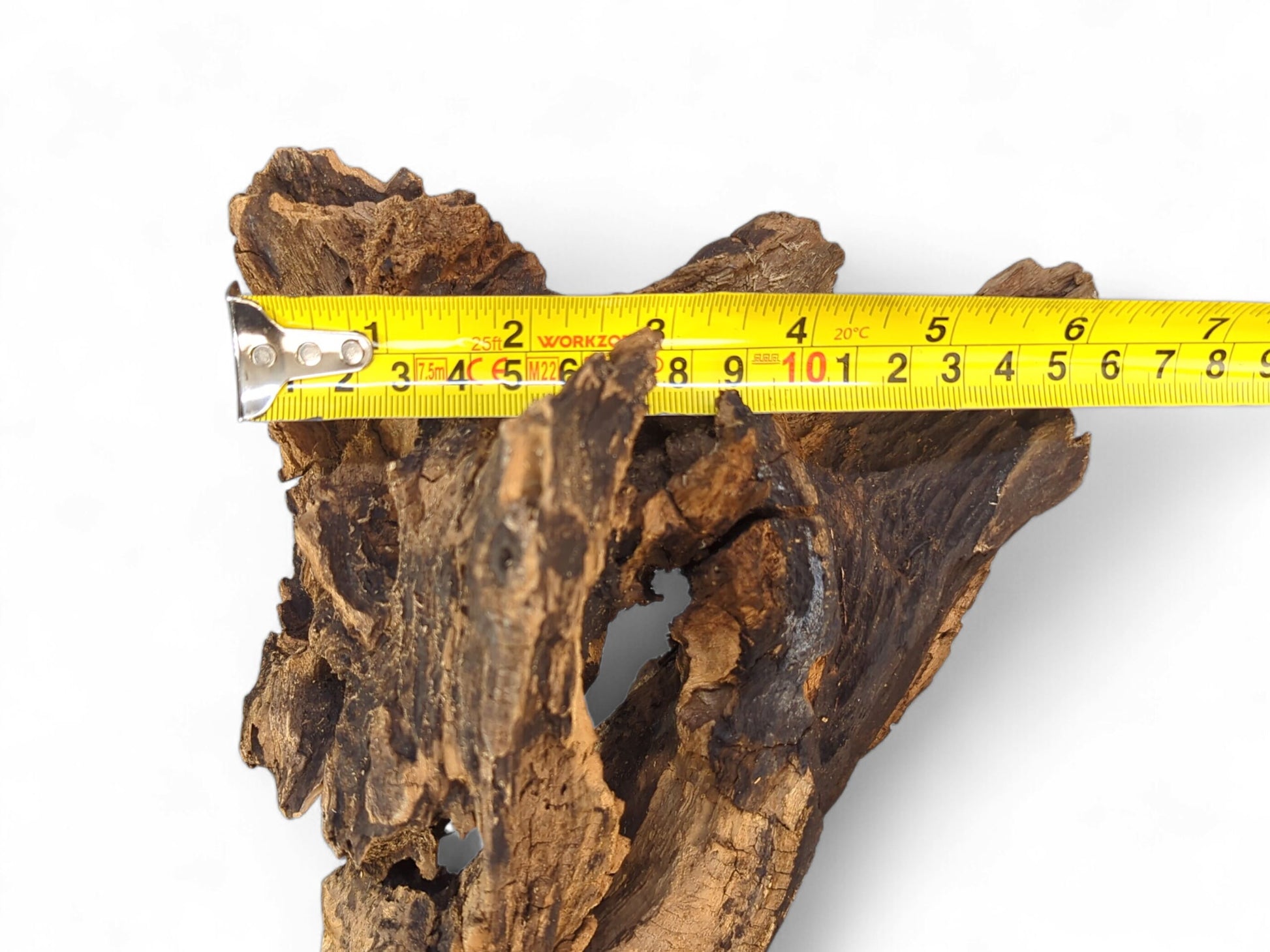 A dark, richly textured root slice with varied brown tones, measured by a yellow tape measure.