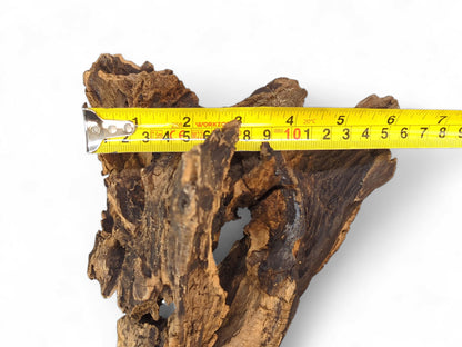 A dark, richly textured root slice with varied brown tones, measured by a yellow tape measure.