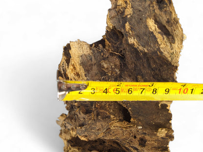 A dark, hollow driftwood piece with rough bark and exposed lighter grain, measured horizontally by a yellow tape.