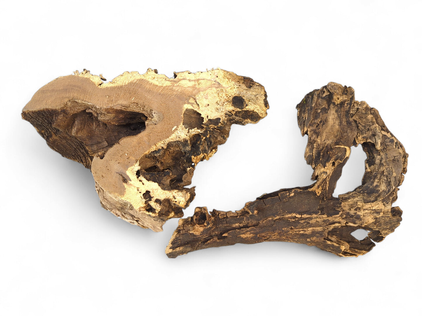 A pair of irregular, hollow driftwood pieces with dark bark and golden exposed grain.