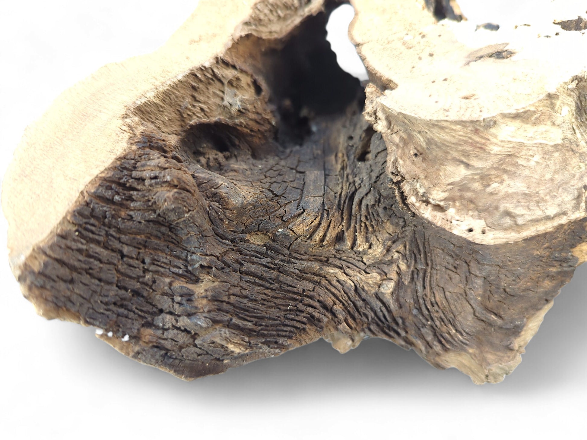 Detailed view of hollow driftwood, featuring dark brown deeply cracked texture and light beige exposed grain.