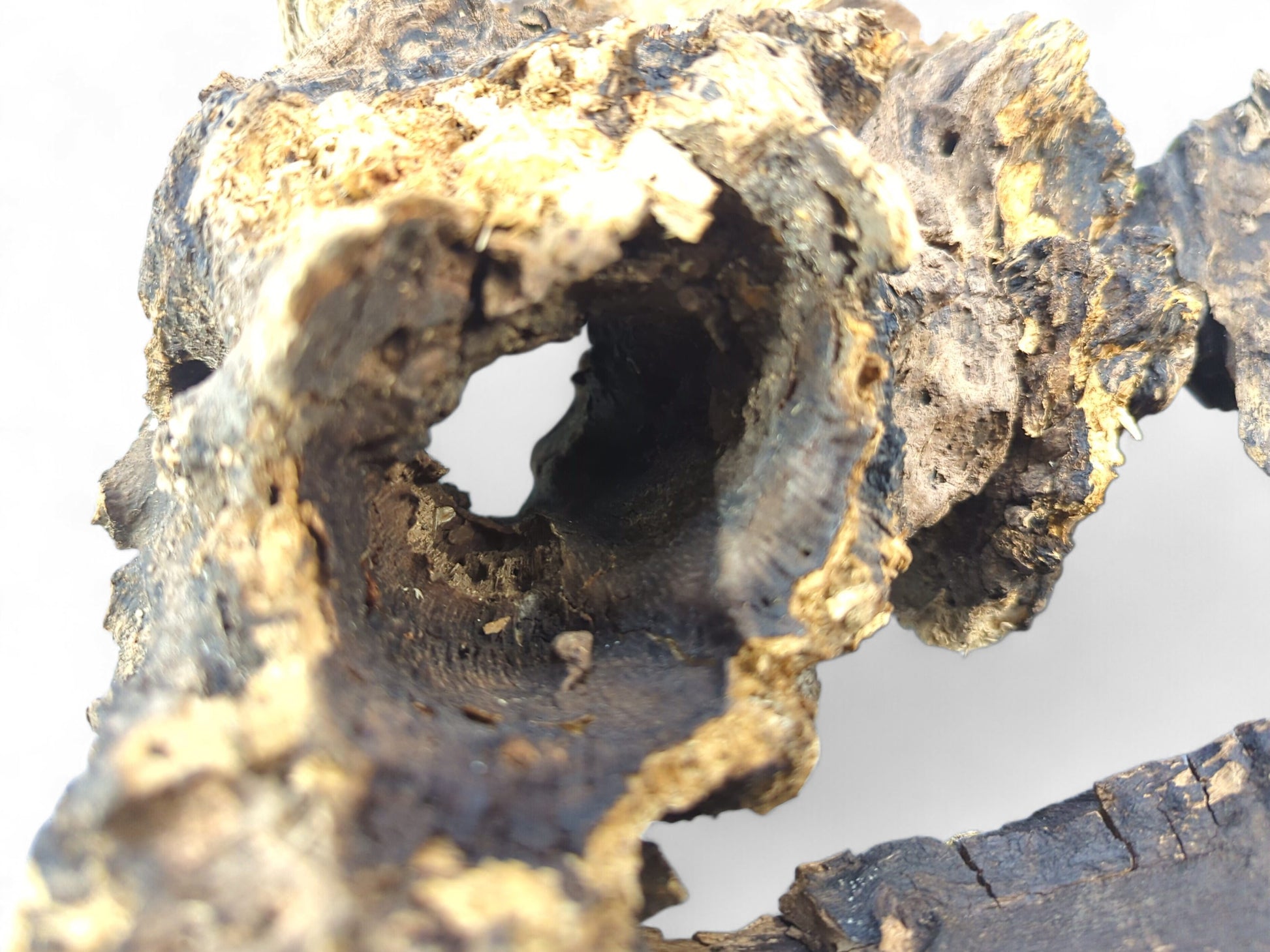 Fragment of hollow driftwood showing very dark, rough bark and lighter, textured exposed wood grain inside.