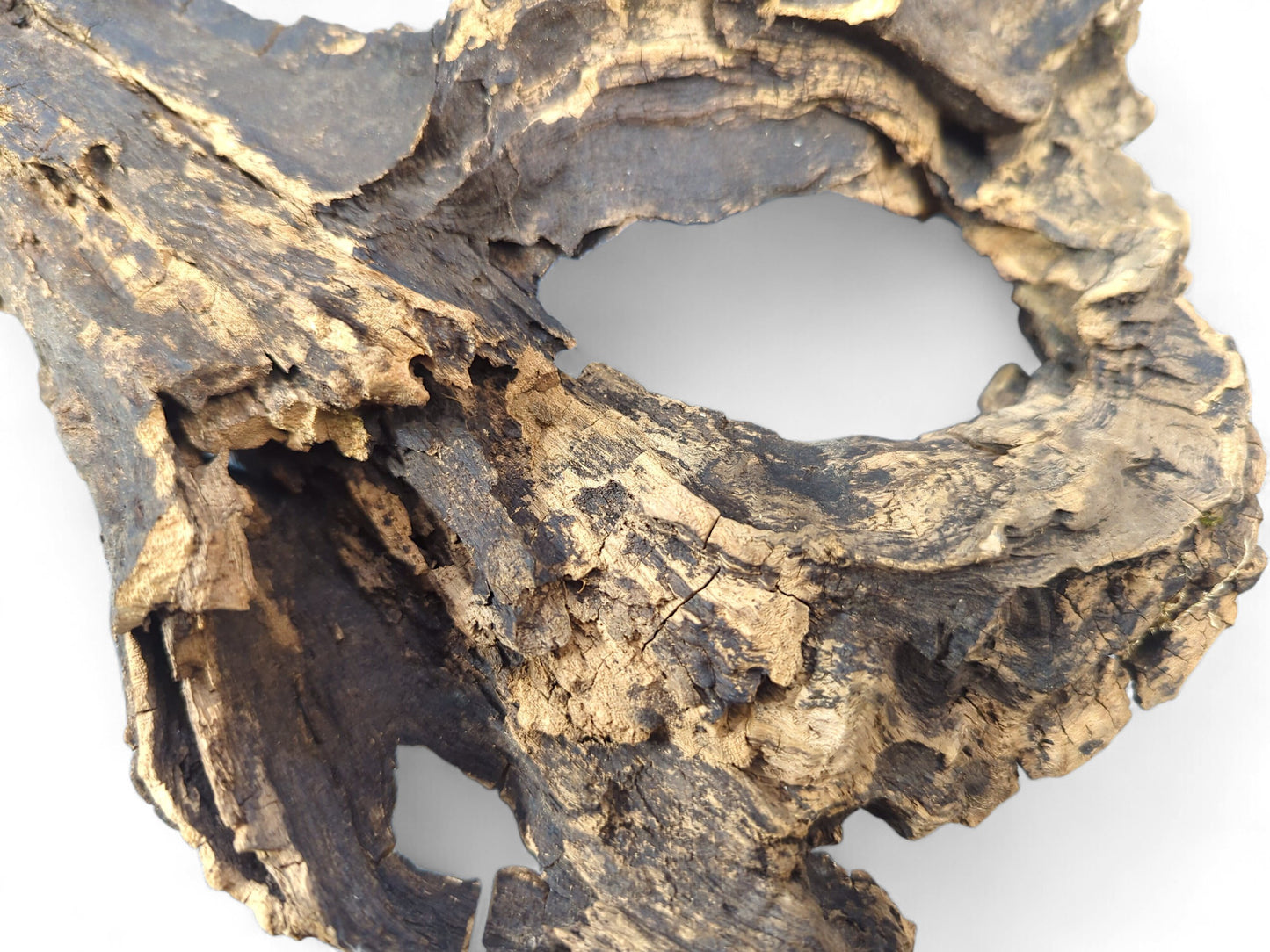 Organic, hollow wood shows dark, rough bark and intricate light brown exposed grain, with various openings.