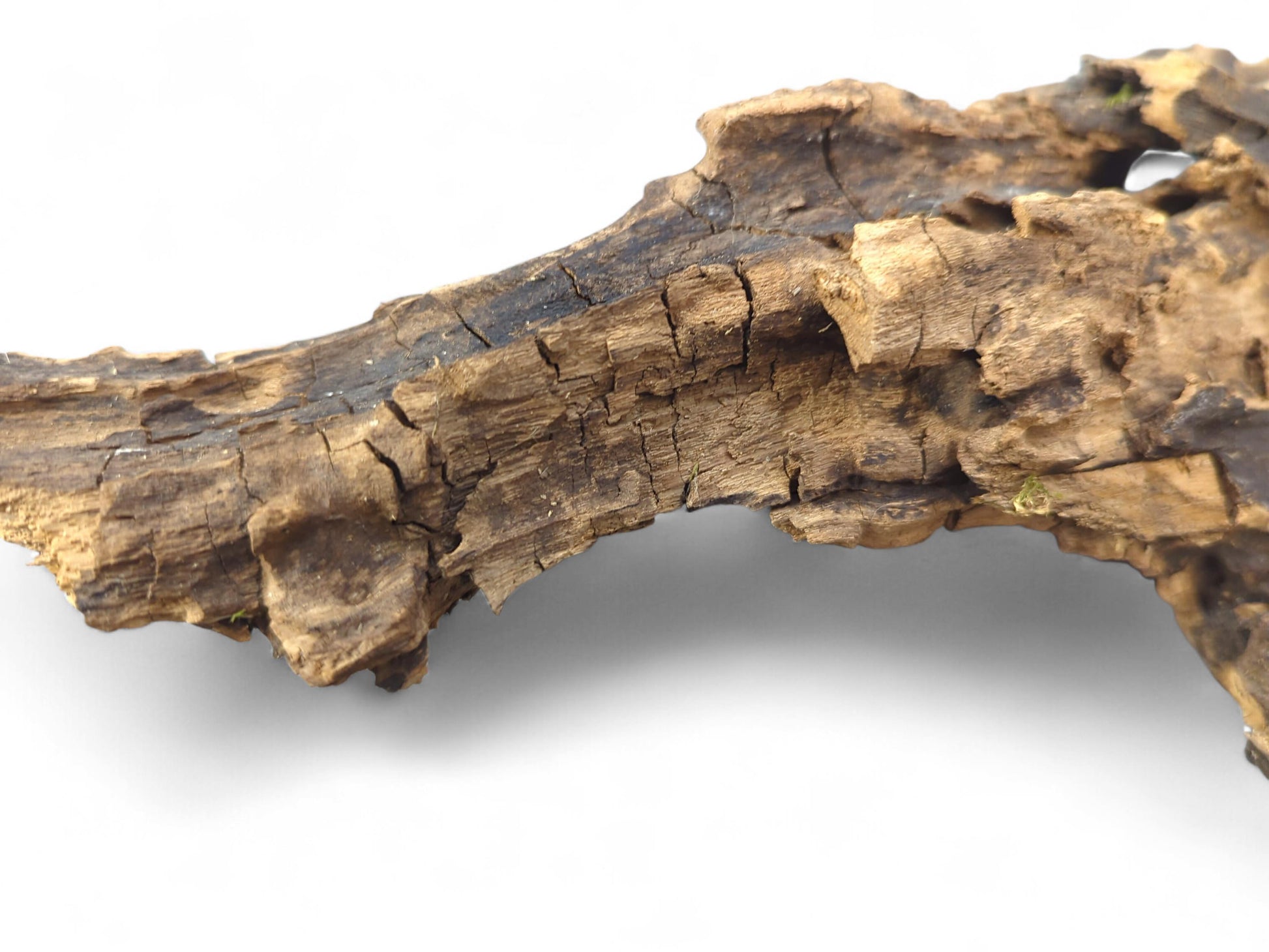 Weathered, curved driftwood showing deeply cracked dark brown bark, exposed light grain, and tiny green moss.
