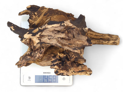 Charred driftwood piece, gnarled and textured with blonde and dark brown tones, on a scale showing 1458g.