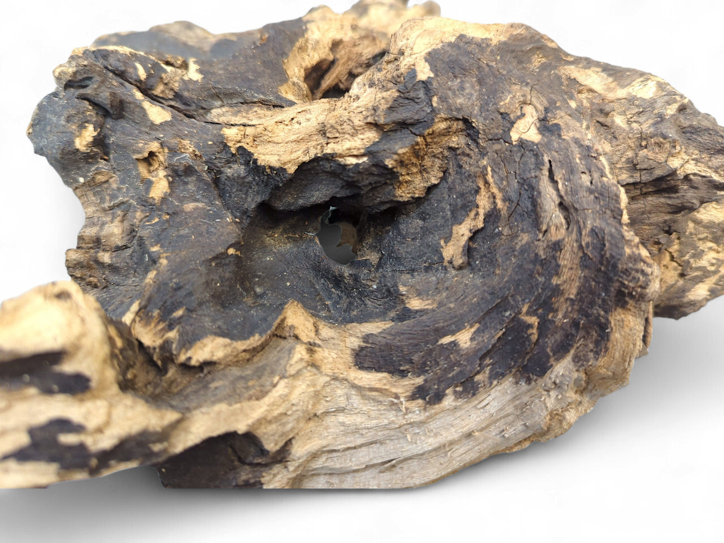 Organic charred driftwood piece featuring dark and light brown wood grain, rough texture, and a central opening.