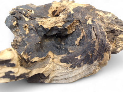 Organic charred driftwood piece featuring dark and light brown wood grain, rough texture, and a central opening.