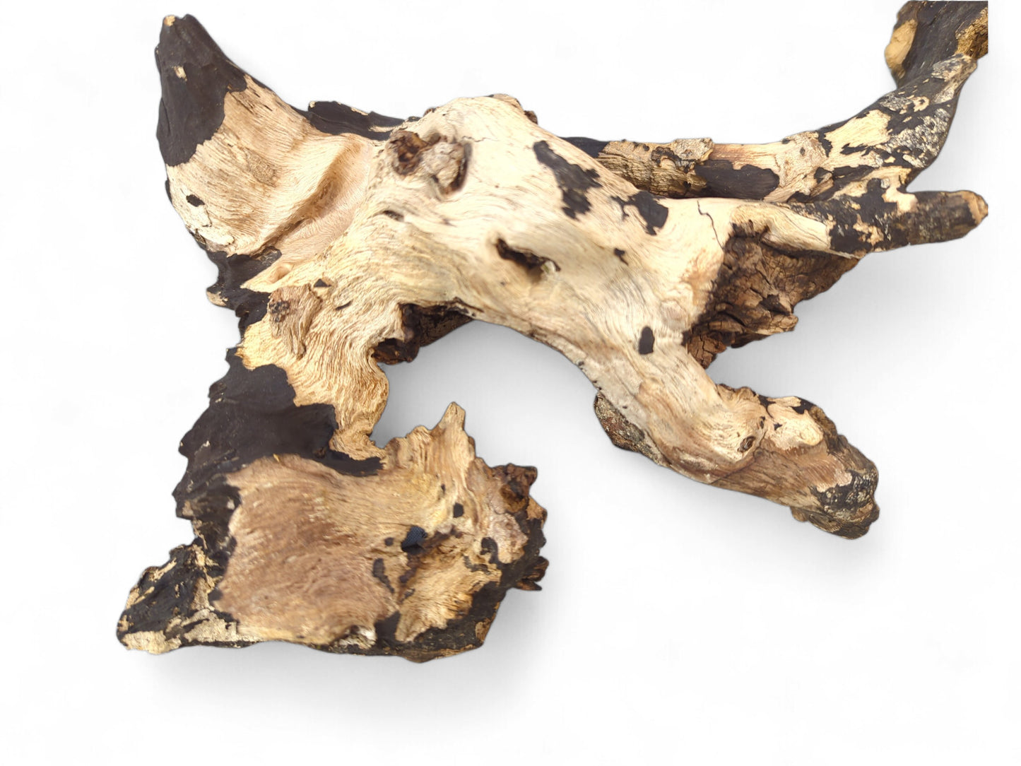 Organic, gnarled driftwood piece displays high-contrast blonde wood and dark charred sections with natural textures.
