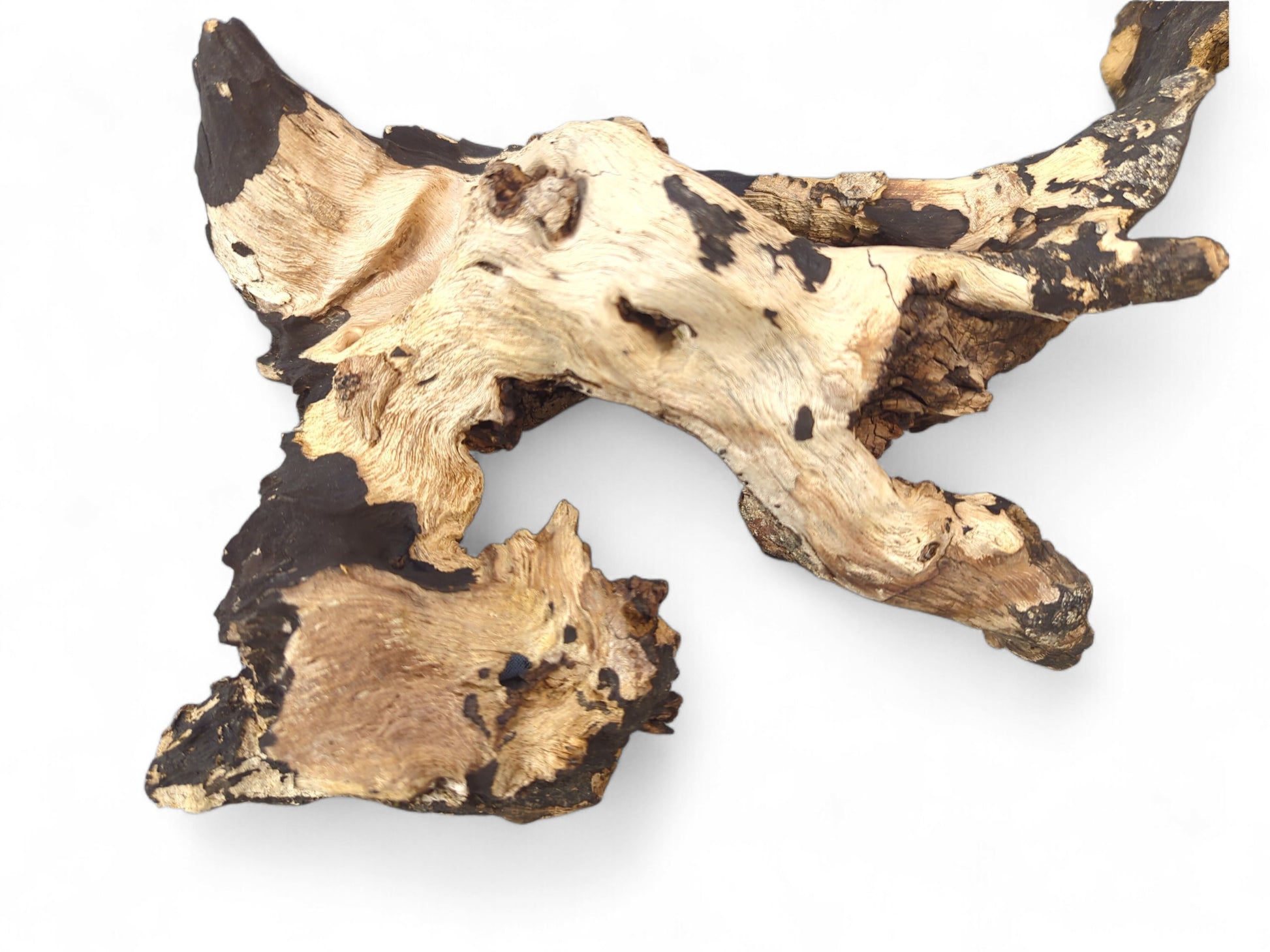 Organic, gnarled driftwood piece displays high-contrast blonde wood and dark charred sections with natural textures.