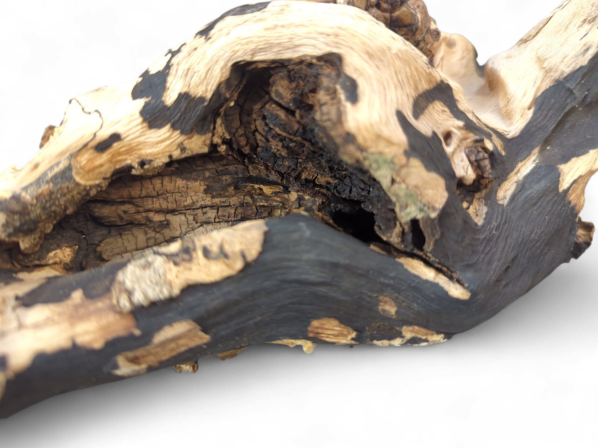 Gnarled charred driftwood piece showing high-contrast blonde and dark brown textured grain and a central opening.