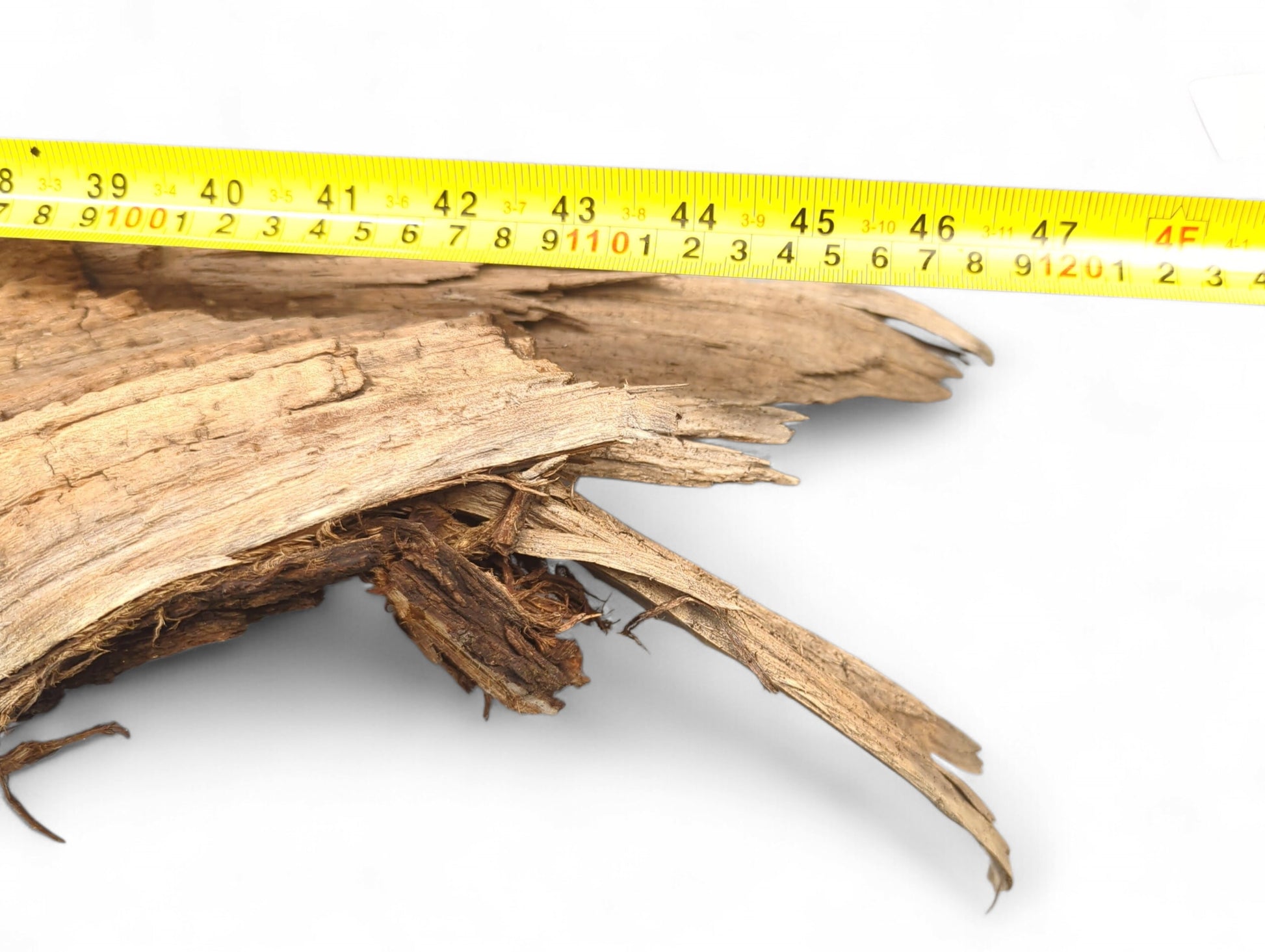 A light brown, gnarled driftwood piece with splintered edges, measured by yellow tape (38-47 inches).