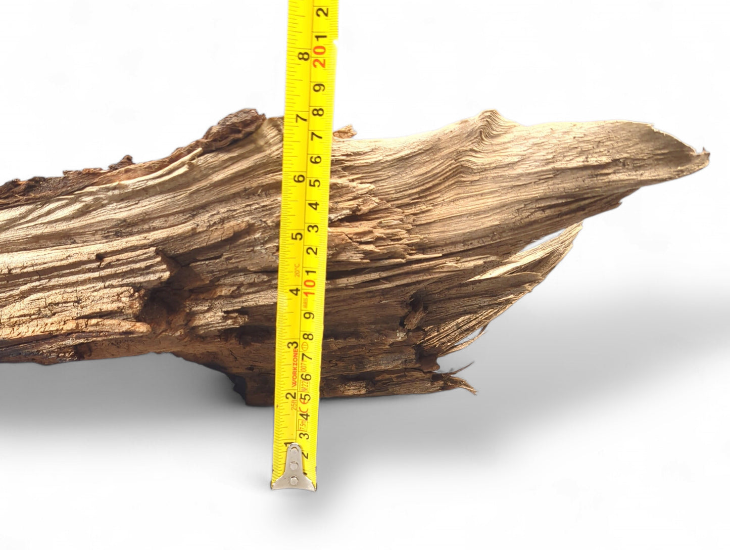 Elongated, light brown weathered driftwood displays a gnarled texture, measured vertically against a yellow tape measure.
